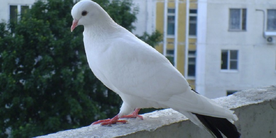 голубь залетел на балкон примета