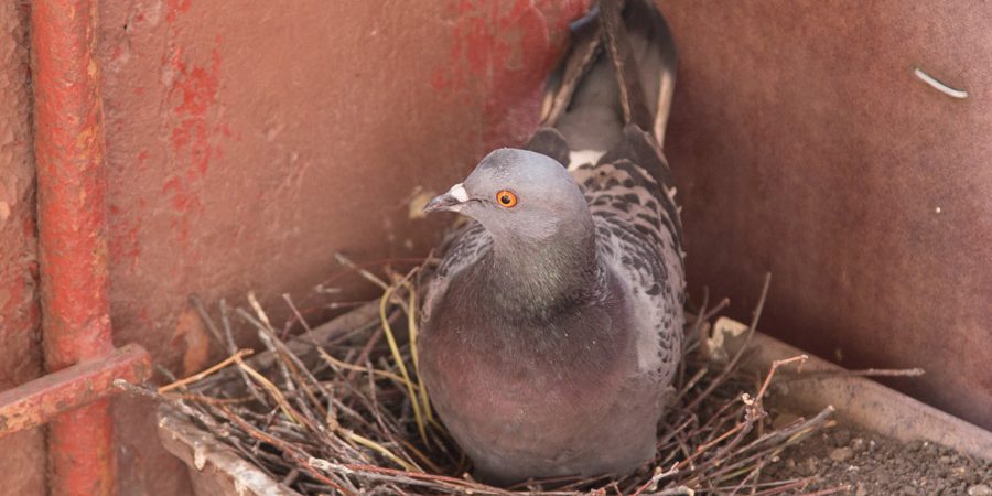 голуби свили гнездо на балконе примета