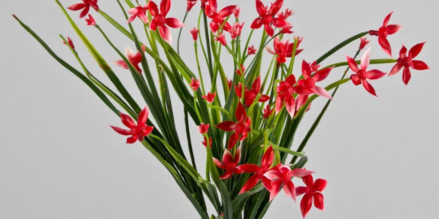 sonnik-gladiolusyi-1-900x450