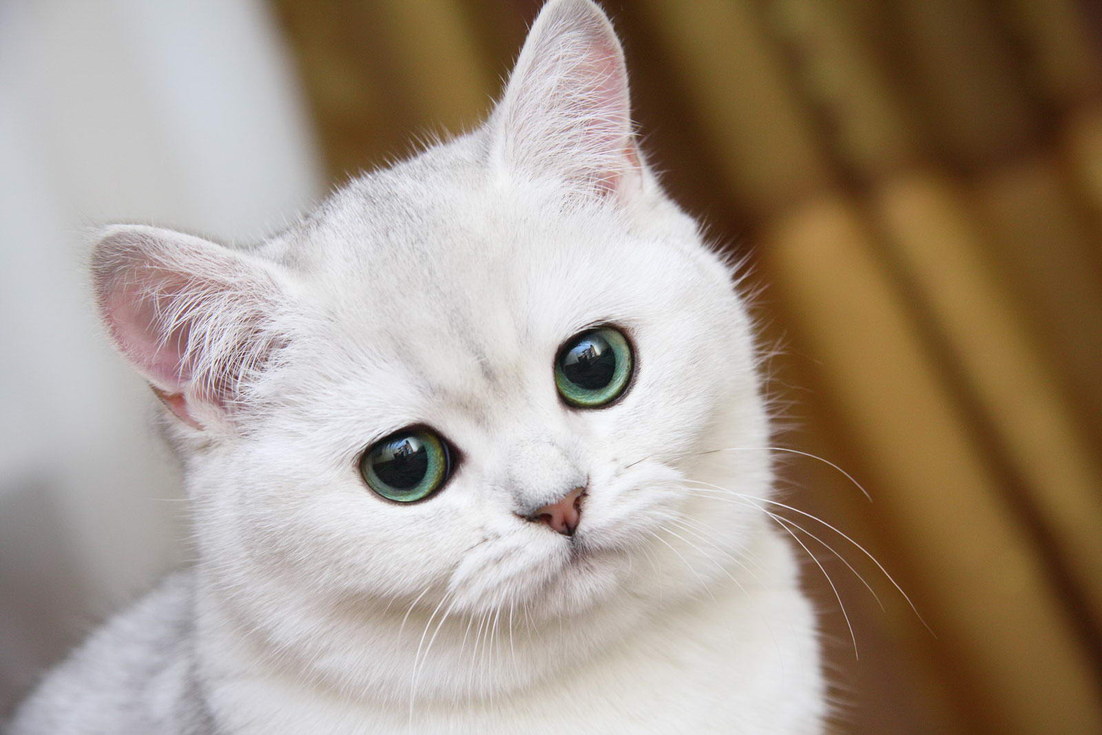 белый кот в доме приметы