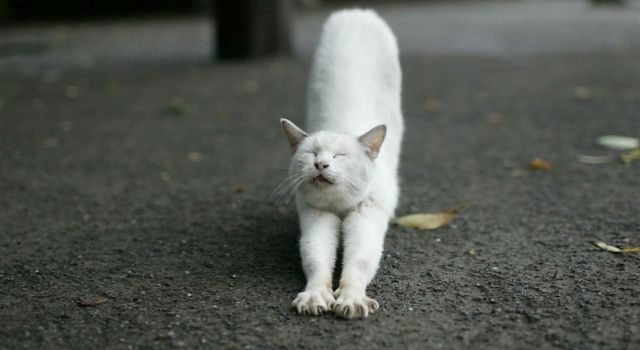 белый кот приметы
