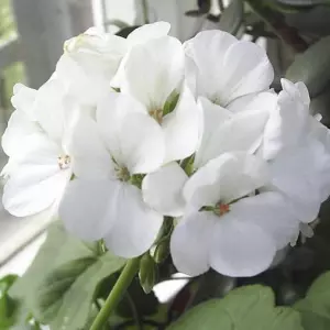 белая герань приметы