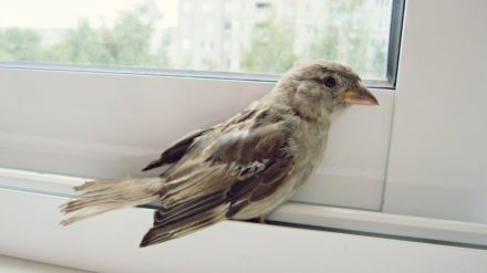 птица залетела в окно примета