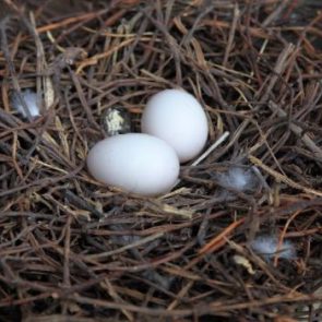 голуби снесли яйца балконе приметы