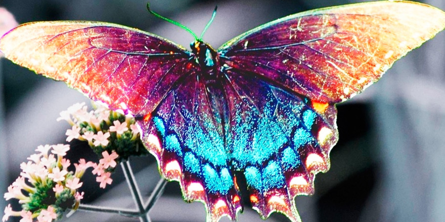 бабочки сонник