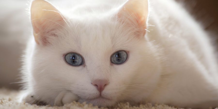 белая кошка в доме приметы