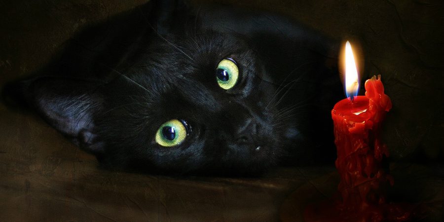 черный кот в доме приметы