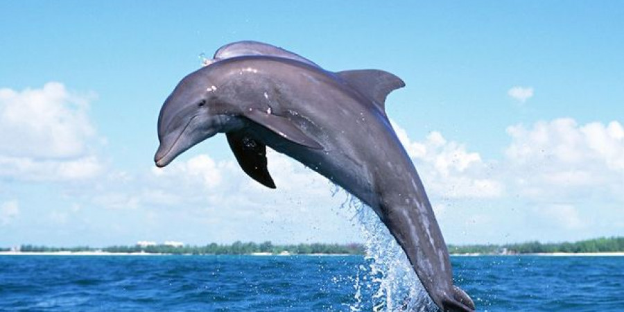 дельфин сонник