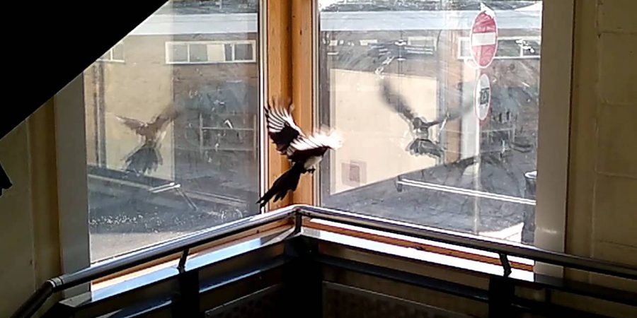 примета птица бьется в окно