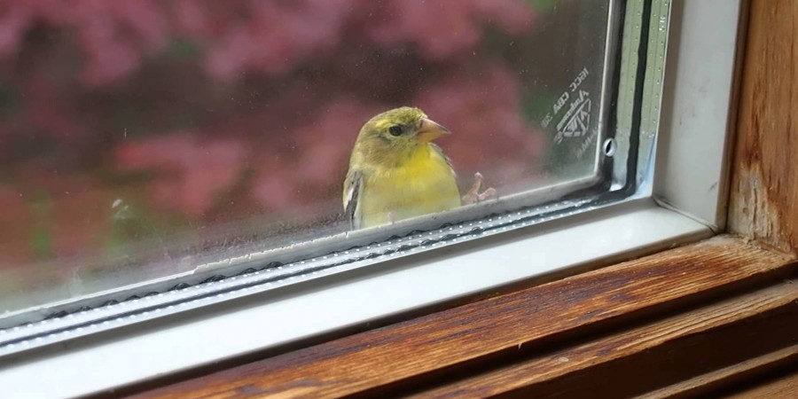 приметы птица стучит в окно