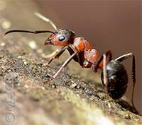 к чему появляются в доме муравьи приметы