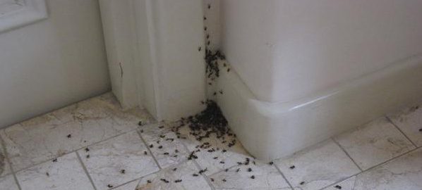 если в доме завелись муравьи примета