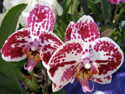 орхидея в доме приметы