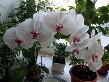 орхидея дома приметы