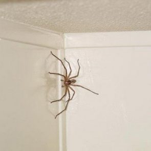паук в квартире примета