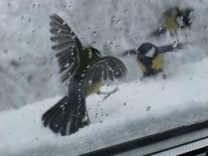 птичка бьется в окно примета
